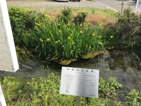 元荒川の水草、キショウブ